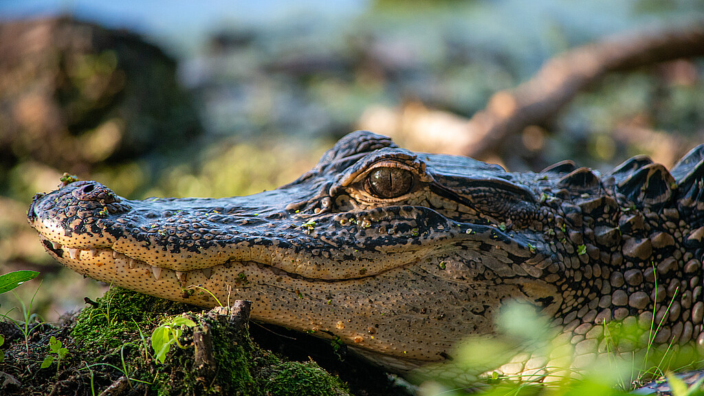 Caimán mata a anciana de 85 años en Florida