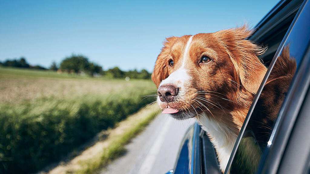 Dog out window