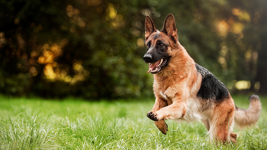 Stock image of German Shepherd dog