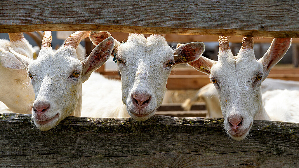 Stock image of cute white goats