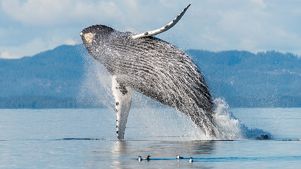 A giant humpback whale (Megaptera novaeangliae) breaches from the water with a big splash in Broughton Archipelago, British Columbia, Canada