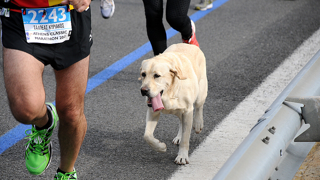 Murió querido perrito del maratón de Boston tras de padecer "problemas médicos severos"