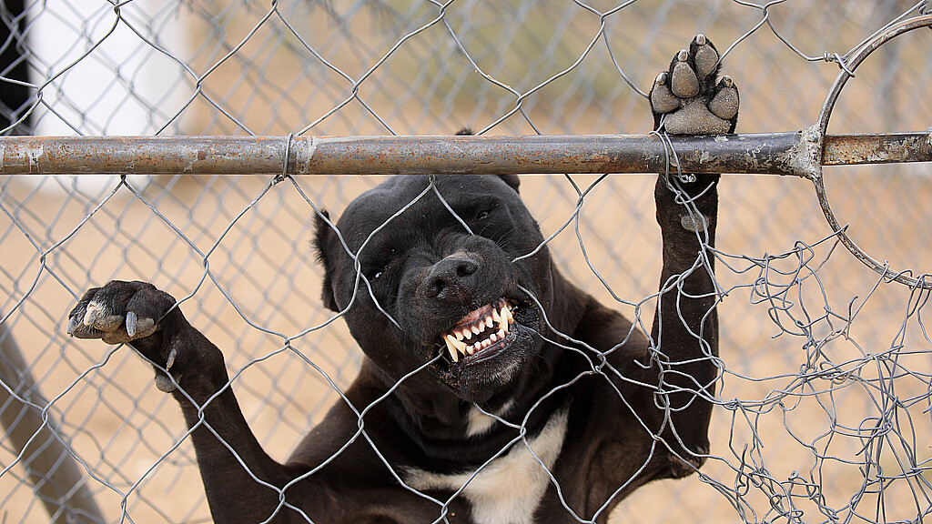 Niña de seis años atacada por pitbull nunca más podrá sonreír
