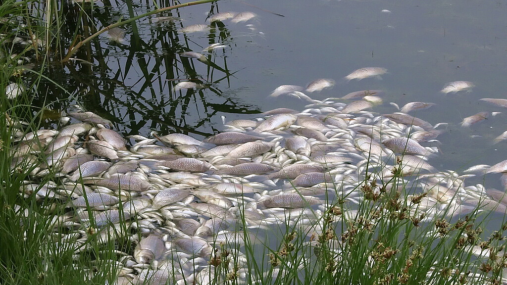 Peces muertos en el río, plaga de peces
