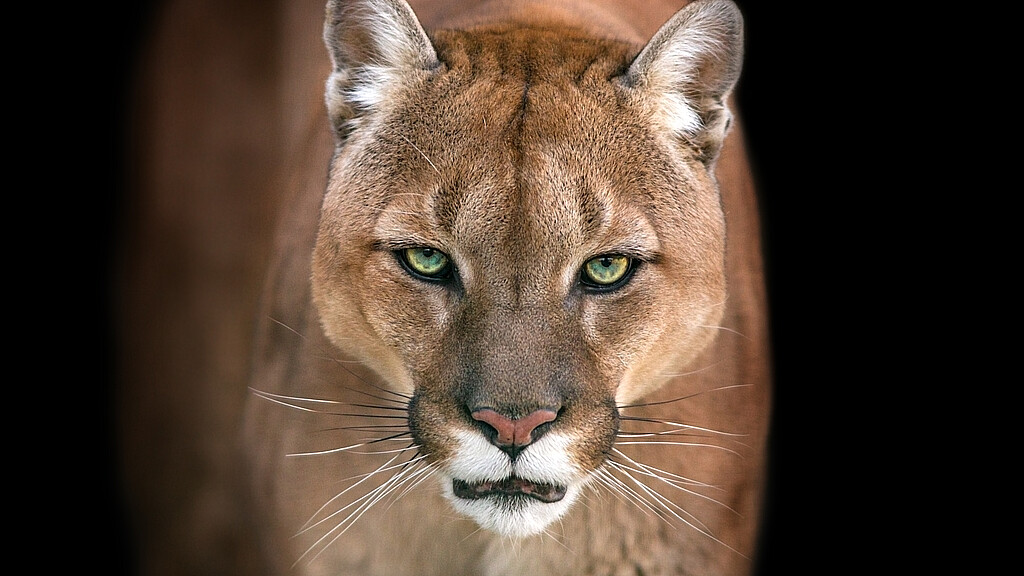 Puma, retrato de cougar aislado en fondo negro