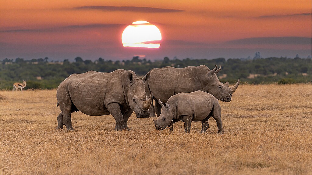 Rinocerontes blancos Ceratotherium simum