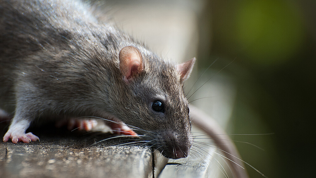 Las ratas gigantes son entrenadas para labores de rescate 