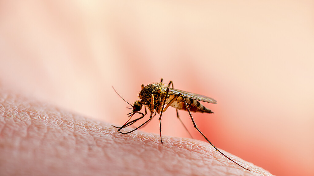 Nueva especie de mosquito tropical descubierta en Florida es "preocupante", dice investigador