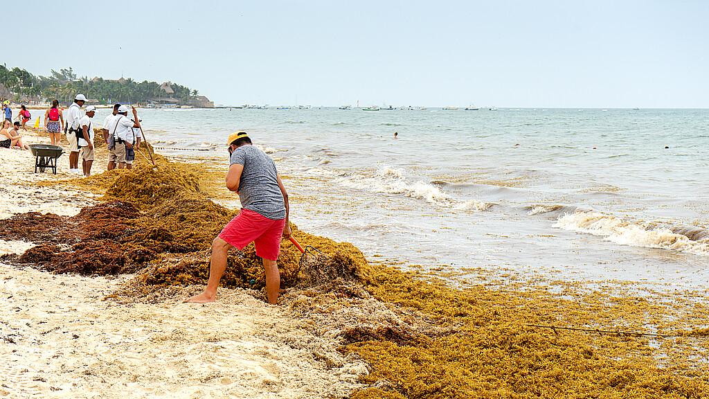 Sargassum