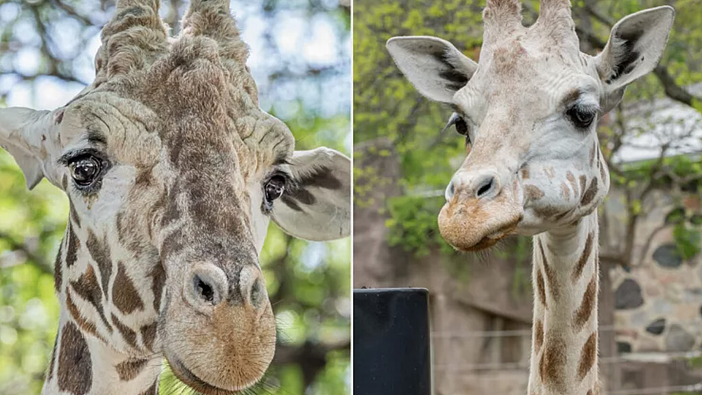 Dos jirafas medio hermanas mueren en una semana en el zoológico de Milwaukee