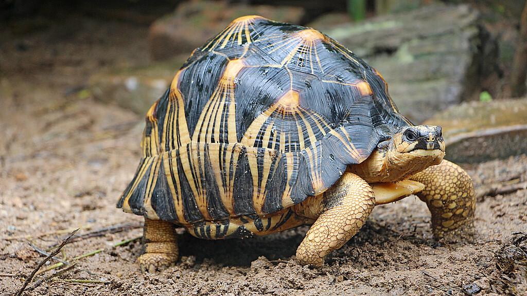 Radiated Tortoise