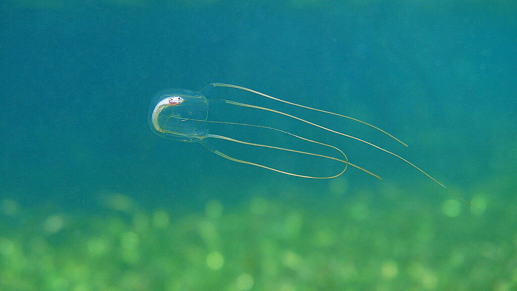 Descubren nueva especie de medusa con 24 ojos en Hong Kong