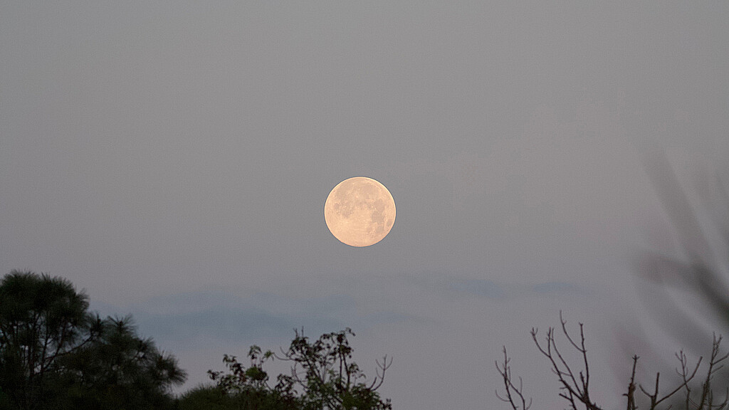 Super luna rosa en el cielo de Florida abril 2020