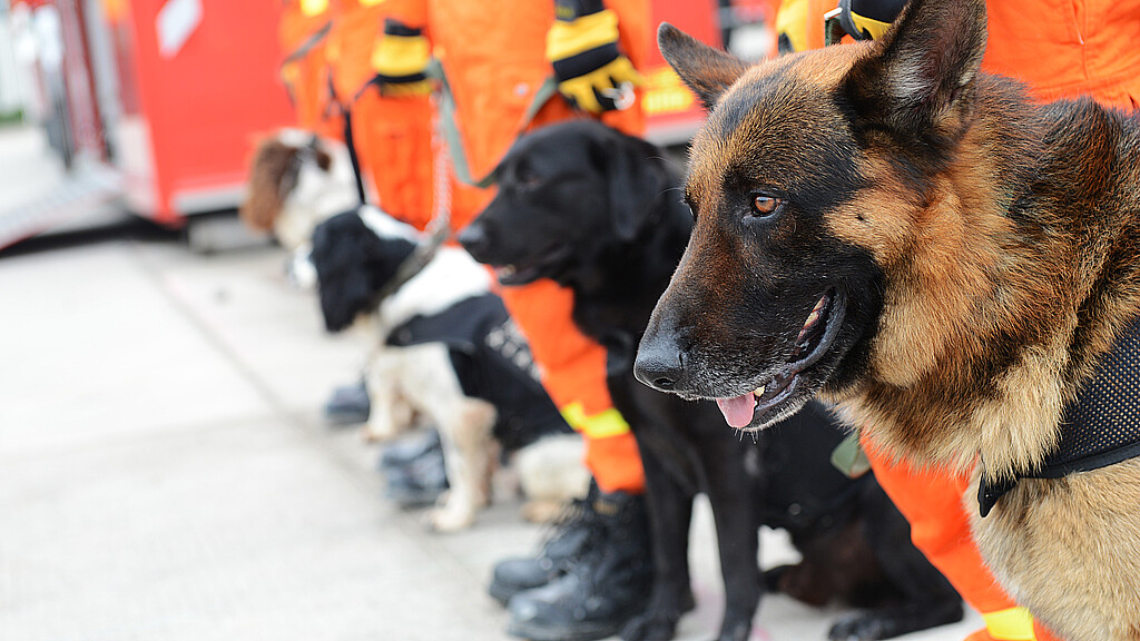 Search dogs 