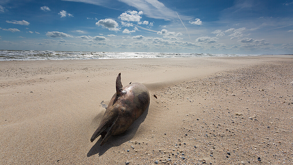 Dolphin on beach 