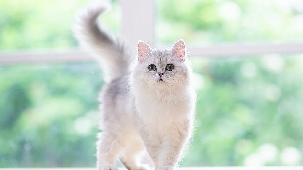 Persian cat