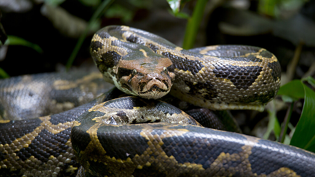 Burmese python