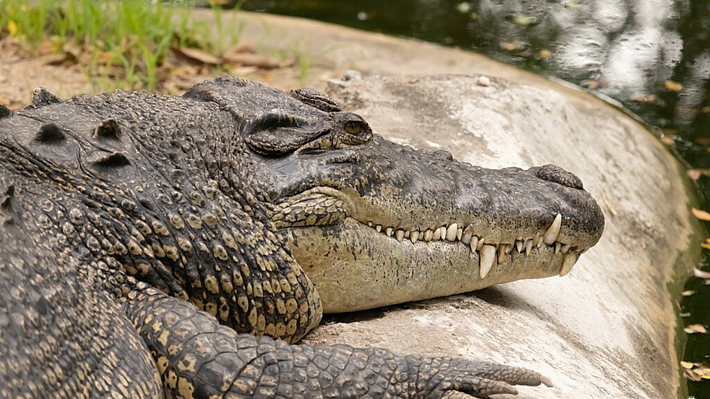 Caimán en Florida