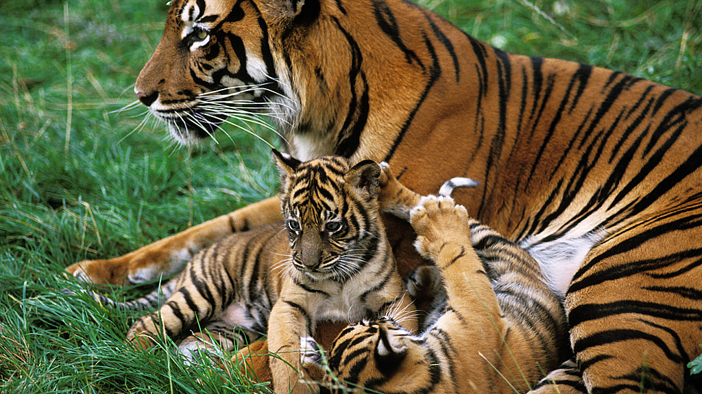 Tigre de Sumatra, panthera tigris