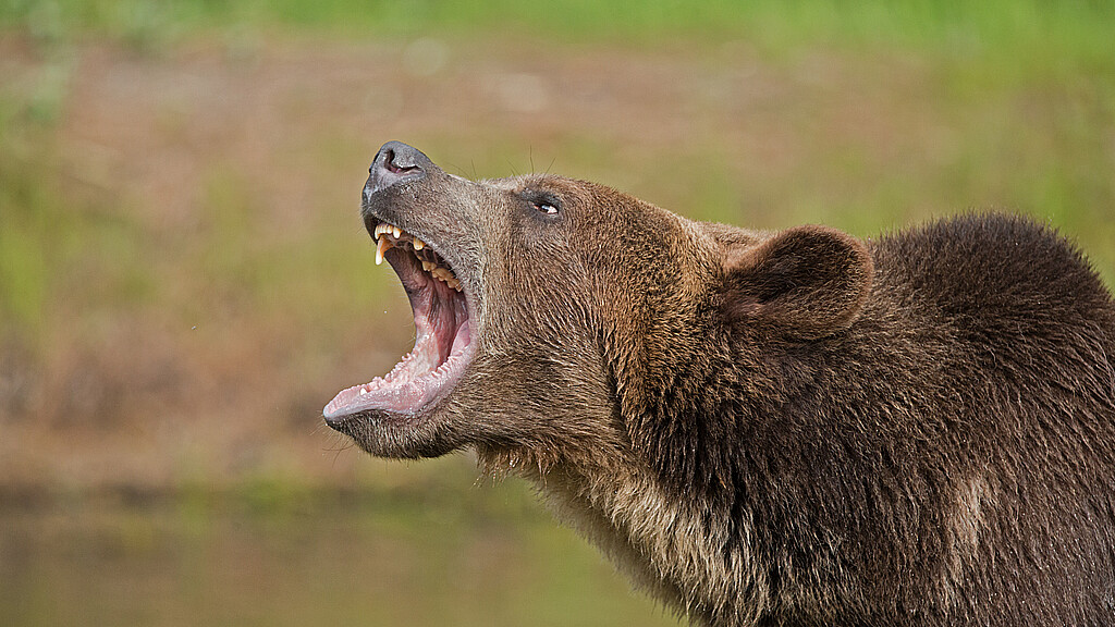 Grizzly bear