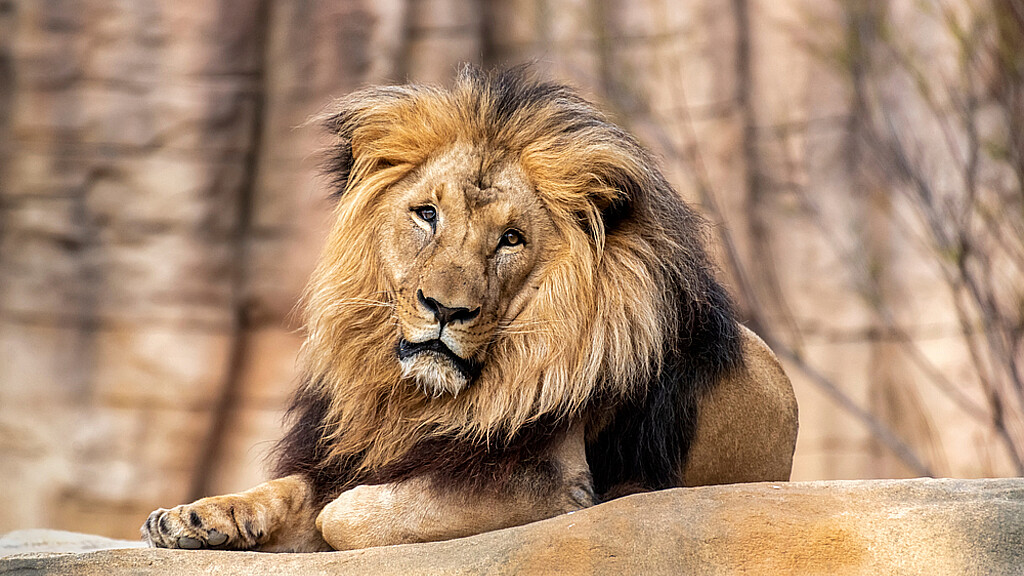 León (Panthera leo) sobre una roca, una de las especies en peligro de extinción