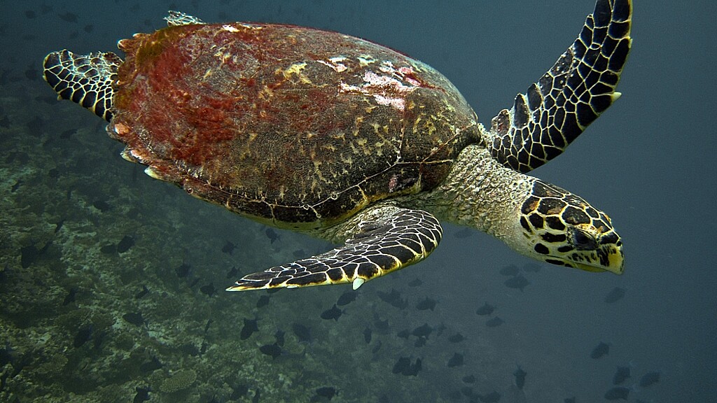 La tortuga marina es una de las especies más amenazadas del mundo