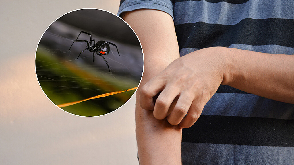 Un niño de 8 años se dejó picar por una araña venenosa en Bolivia