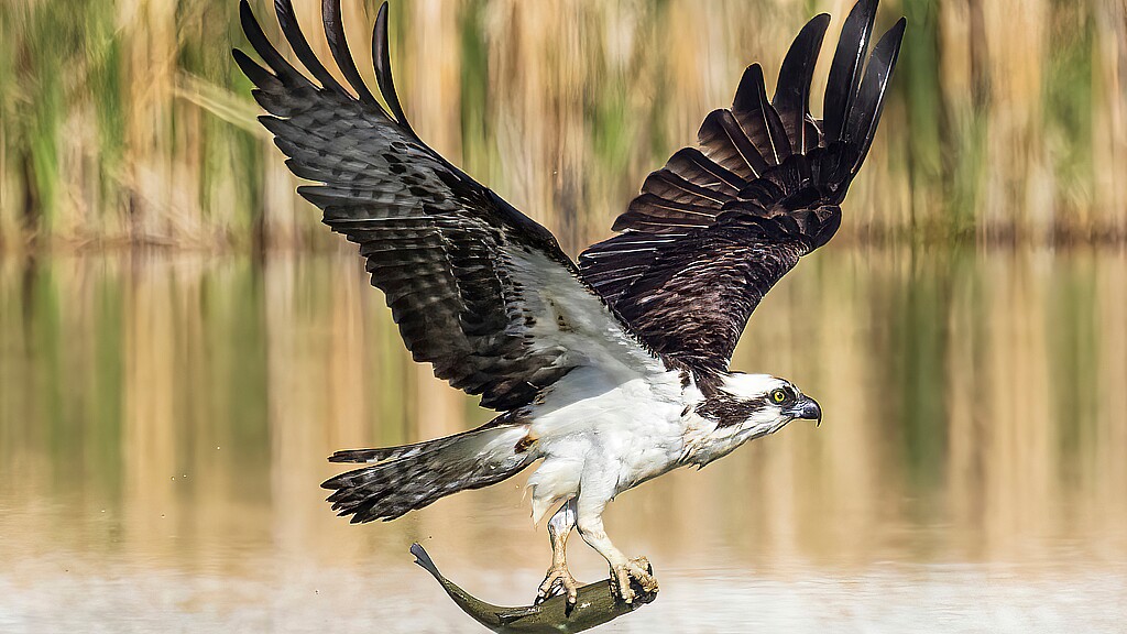 Osprey carrying fish 