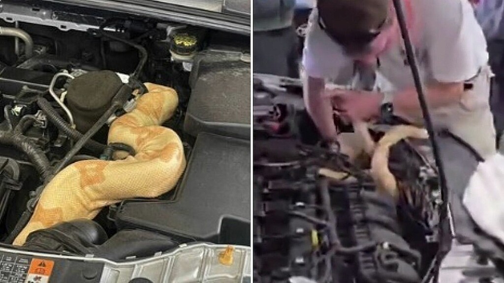 Mechanics pull 8-foot-long boa constrictor from car engine