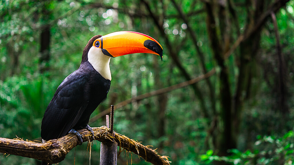 A wild toucan perches a tree branch in the Amazon rainforest