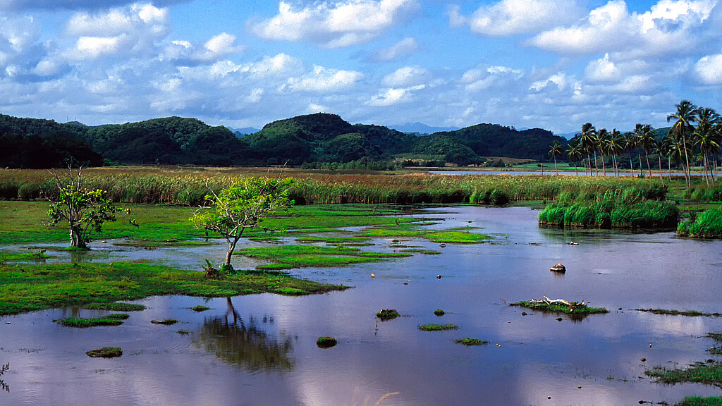Puerto Rico, North coast wetland, Laguna Tortuguero