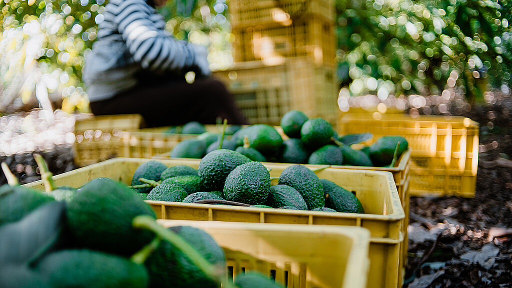Avocado market expansion fuels criminal infiltration