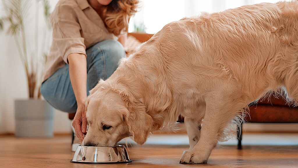 Mujer alimentando un perro