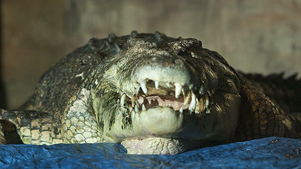 Fotografía de archivo de un cocodrilo de Australia.  