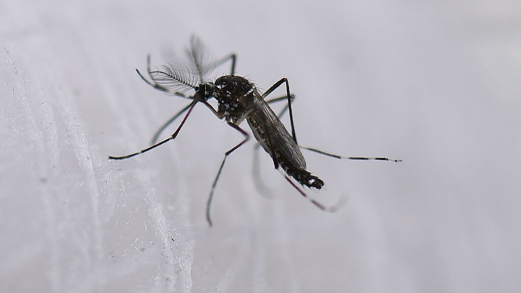 Fotografía de archivo de un mosquito aedes aeypti. 