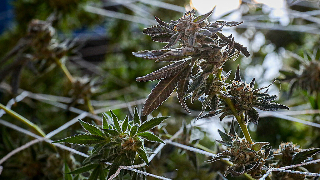 Fotografía de archivo de una flor de Cannabis. 