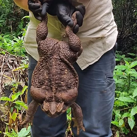 Sapo de caña, también conocido como sapo gigante, que pesa 2,7 kilos