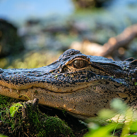 Caimán mata a anciana de 85 años en Florida