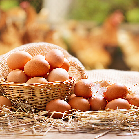 Basket of eggs