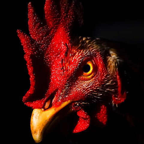 Un gallo atacó brutalmente y mató a un hombre de 67 años