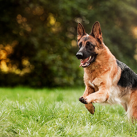 Stock image of German Shepherd dog