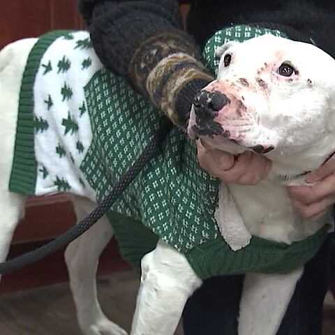 El cachorro fue rescatado este fin de semana en Nevada 