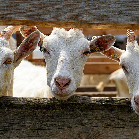 Stock image of cute white goats