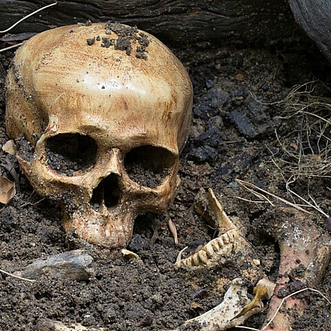 Huesos humanos