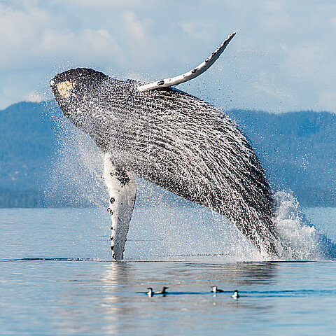 A giant humpback whale (Megaptera novaeangliae) breaches from the water with a big splash in Broughton Archipelago, British Columbia, Canada
