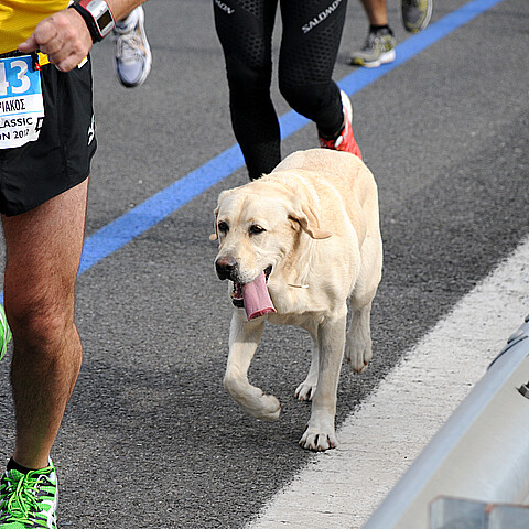 Murió querido perrito del maratón de Boston tras de padecer "problemas médicos severos"