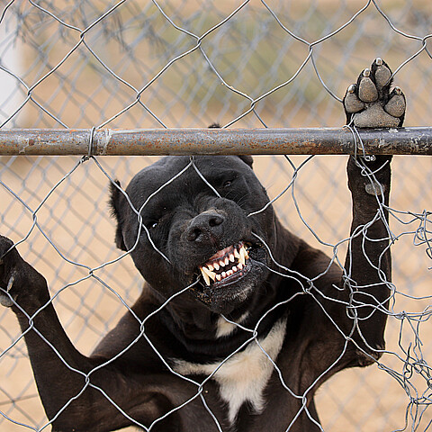 Niña de seis años atacada por pitbull nunca más podrá sonreír