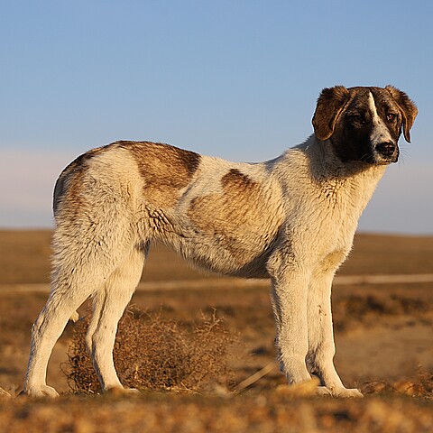 Rafeiro do Alentejo canine