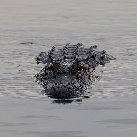 Alligator