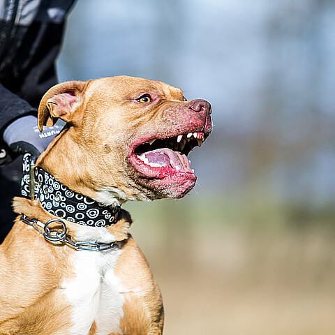 Pitbull terrier agresivo